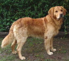 Shaving a dog outlet with a double coat