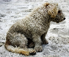 matted dog