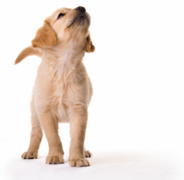 golden retriever puppy looking up