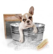 french bulldog having a bath