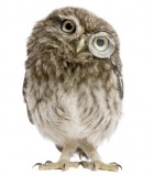 small owl with monocle